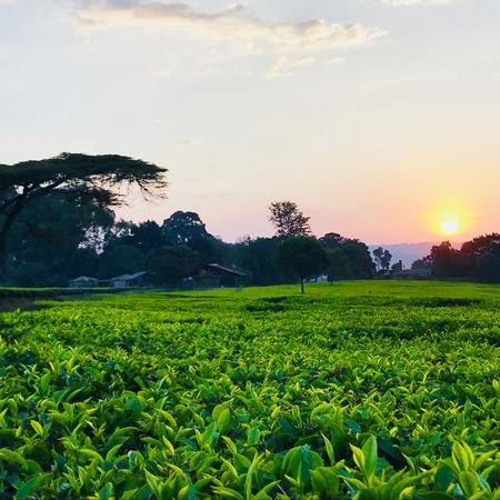 The Story Behind Our Journey To FRESH TEA - PT:1